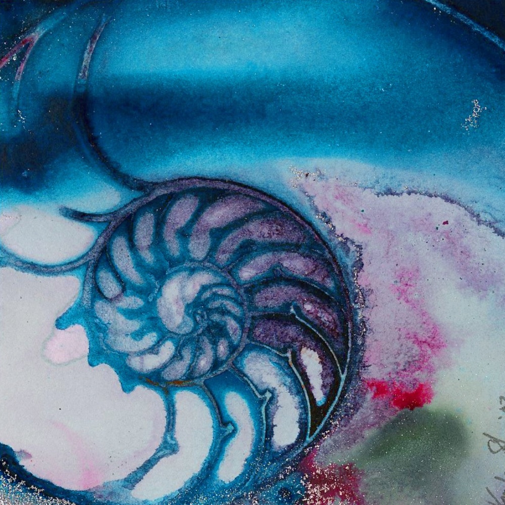 Original Nautilus Shell Watercolor Painting in Acid Free mat - Nautilus Shell 70